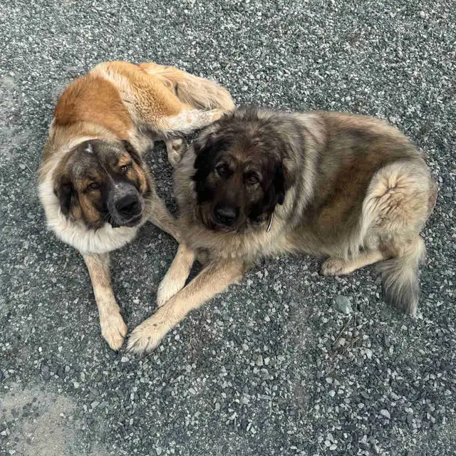 Livestock Guardian x Puppies