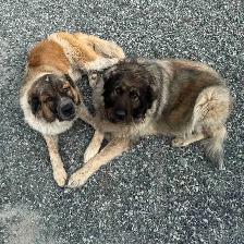 Livestock Guardian x Puppies