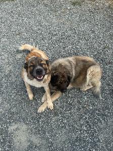Livestock Guardian x Puppies - Photo 2