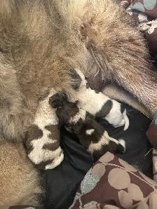 Livestock Guardian x Puppies - Photo 3