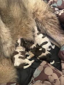 Livestock Guardian x Puppies - Photo 4