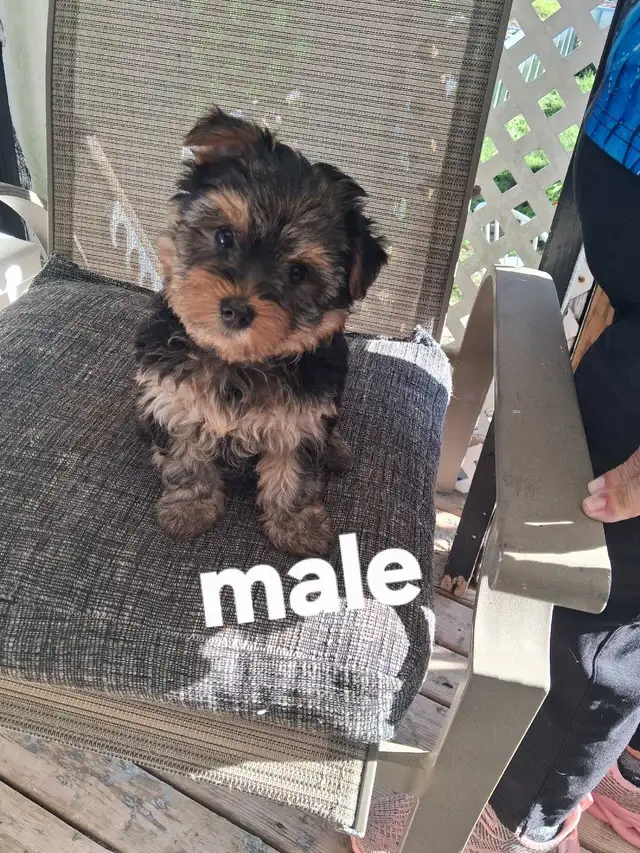 Yorkie Terrier puppies