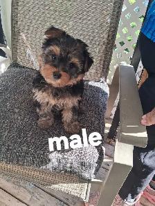 Yorkie Terrier puppies