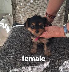 Yorkie Terrier puppies - Photo 2
