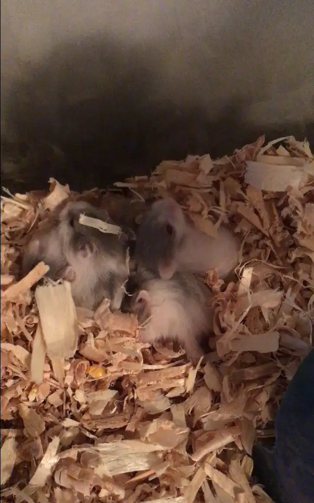 Winter White Dwarf Hamster Babies (very friendly)