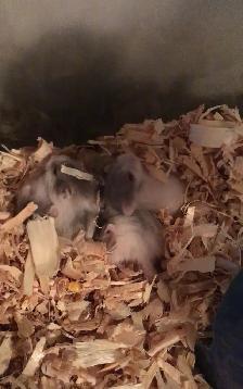 Winter White Dwarf Hamster Babies (very friendly)