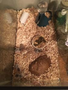 Winter White Dwarf Hamster Babies (very friendly) - Photo 2