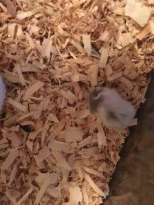 Winter White Dwarf Hamster Babies (very friendly) - Photo 3