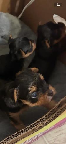 Yorkie Puppies