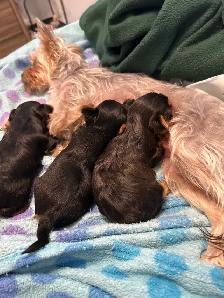 Yorkie Puppies - Photo 2