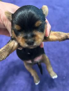 Yorkie Puppies - Photo 3