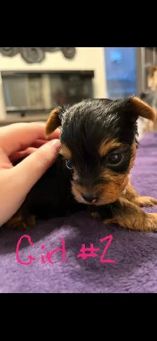 Yorkie Puppies - Photo 4