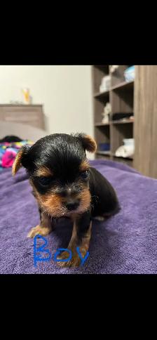Yorkie Puppies - Photo 5