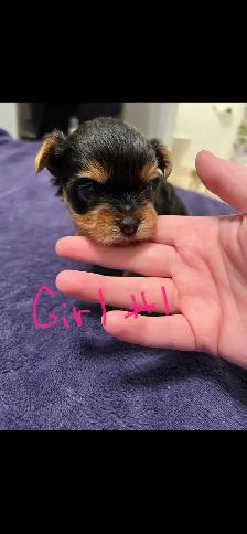 Yorkie Puppies - Photo 6