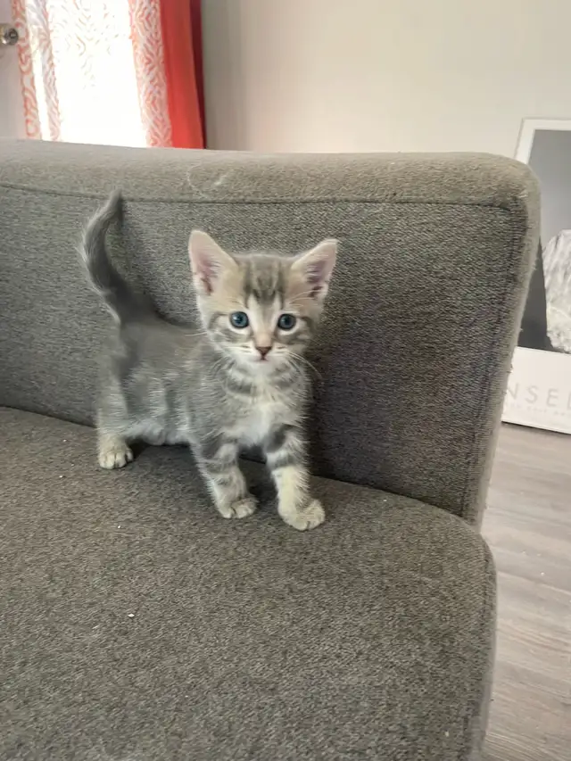 Turkish angora mixed kitty