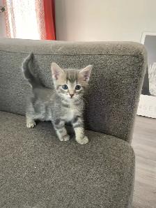 Turkish angora mixed kitty