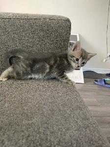 Turkish angora mixed kitty - Photo 3