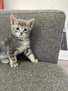 Turkish angora mixed kitty - Photo 4