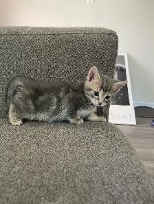 Turkish angora mixed kitty - Photo 5