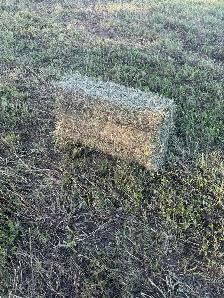 shedded first cut square bales - Photo 2