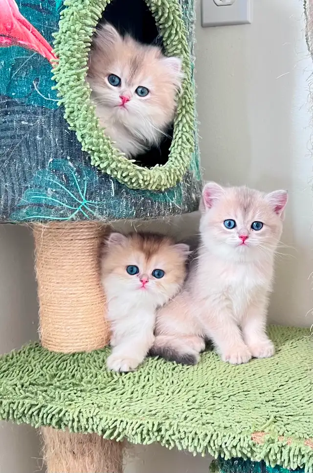 British Kittens – Two Longhair Sisters & Shorthair Brother