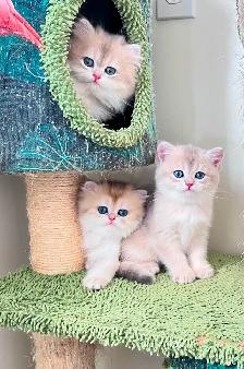 British Kittens – Two Longhair Sisters & Shorthair Brother