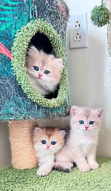 British Kittens – Two Longhair Sisters & Shorthair Brother - Photo 2