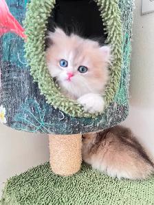 British Kittens – Two Longhair Sisters & Shorthair Brother - Photo 4