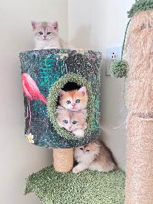 British Kittens – Two Longhair Sisters & Shorthair Brother - Photo 5