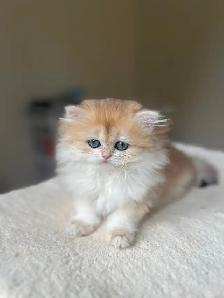 British Kittens – Two Longhair Sisters & Shorthair Brother - Photo 6