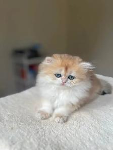 British Kittens – Two Longhair Sisters & Shorthair Brother - Photo 7