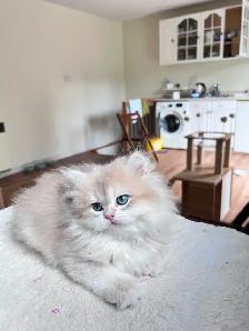 British Kittens – Two Longhair Sisters & Shorthair Brother - Photo 9