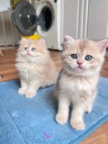 British Kittens – Two Longhair Sisters & Shorthair Brother - Photo 10