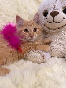 ❤️ Siberian mix kittens ❤️(437) 292-1163