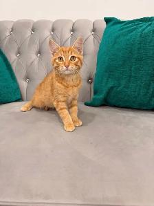 ❤️ Siberian mix kittens ❤️(437) 292-1163 - Photo 2
