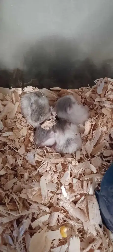 Winter White Dwarf Hamster Babies (very friendly)