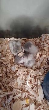 Winter White Dwarf Hamster Babies (very friendly)