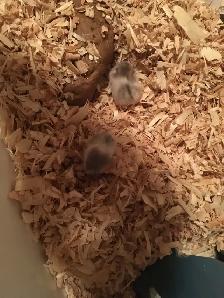 Winter White Dwarf Hamster Babies (very friendly) - Photo 3