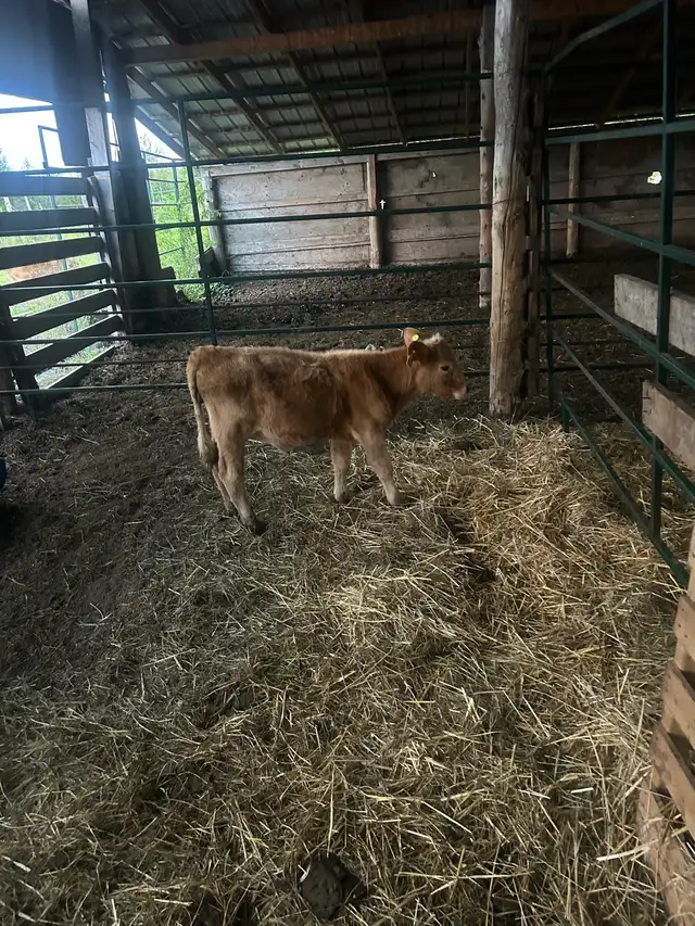 Charolais calf