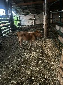 Charolais calf