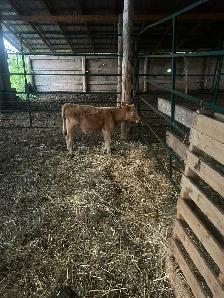 Charolais calf - Photo 2
