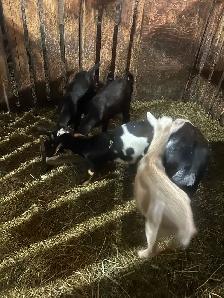Goats for sale