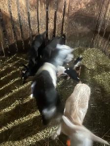 Goats for sale - Photo 2