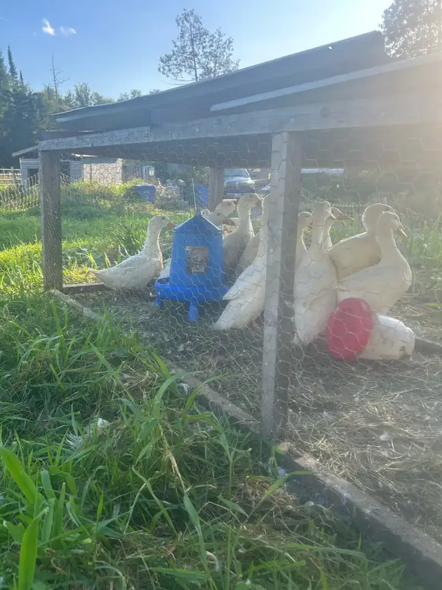 Ducks for sale