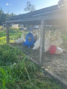 Ducks for sale