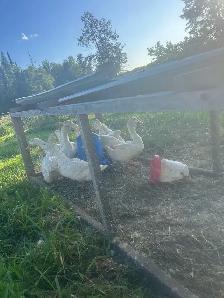 Ducks for sale - Photo 2