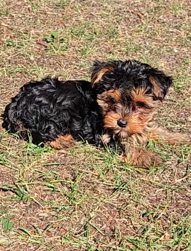 Gorgeous Yorkie male!