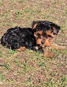 Gorgeous Yorkie male!