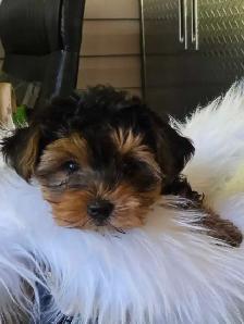 Gorgeous Yorkie male! - Photo 2
