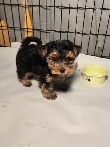 Gorgeous Yorkie male! - Photo 3